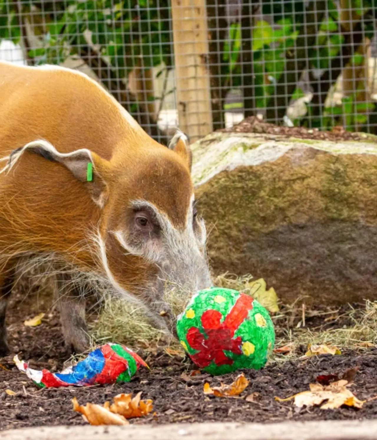 Christmas comes early to animals at London Zoo, thanks to Bloomberg